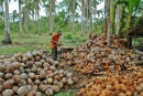 PCA xác nhận giá cùi dừa sụt giảm; 500.000 nông dân bị ảnh hưởng